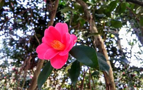 El jardín de La Saleta en Invierno y Primavera, del 14 de marzo al 31 de marzo de 2015. Saleta's Garden in Winter and spring, March 14, 2015 - March 31, 2015.