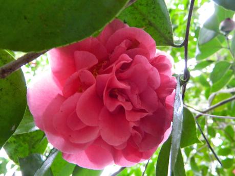 El jardín de La Saleta en Invierno y Primavera, del 14 de marzo al 31 de marzo de 2015. Saleta's Garden in Winter and spring, March 14, 2015 - March 31, 2015.