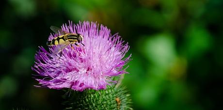 Abeja silvestre se resiente en Europa - Wild bee suffers in Europe (Span and Eng).