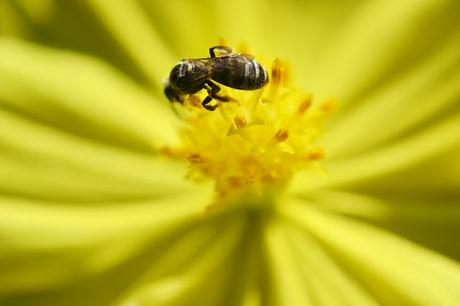 Abeja silvestre se resiente en Europa - Wild bee suffers in Europe (Span and Eng).