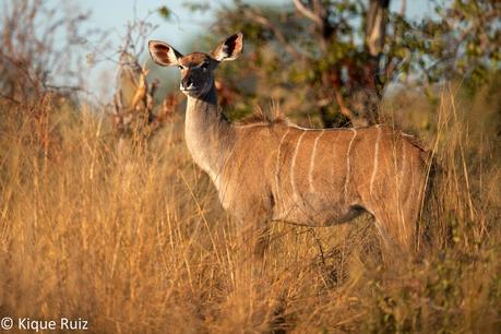 Gran kudu, el majestuoso