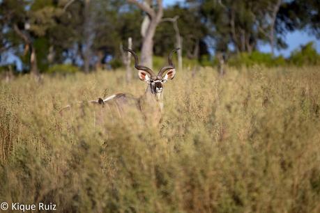 Gran kudu, el majestuoso