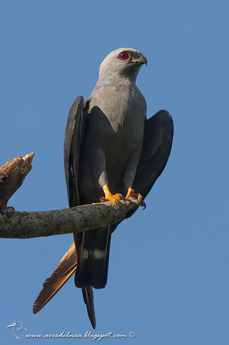 Milano plomizo (Plumbeous Kite) Ictinia plumbea