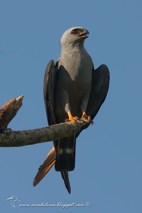 Milano plomizo (Plumbeous Kite) Ictinia plumbea
