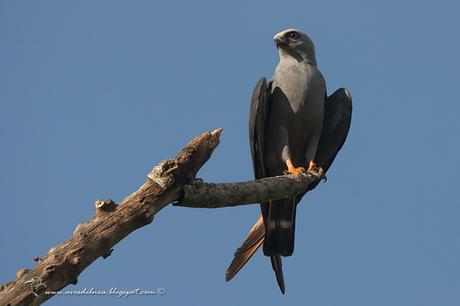 Milano plomizo (Plumbeous Kite) Ictinia plumbea