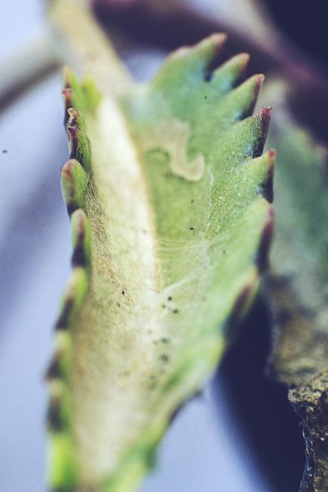 Proyecto #52semanas: Marzo 10- macro fotografia proyecto 52 semanas 2015