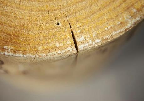 ¡Pon un tronco en tu deco!