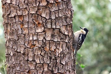 Reserva Natural Formosa, los contrastes naturales sorprenden por su belleza y justifican su nombre.