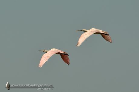 Espátula rosada (Roseate Spoonbill) Platalea ajaja