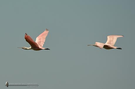 Espátula rosada (Roseate Spoonbill) Platalea ajaja
