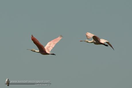 Espátula rosada (Roseate Spoonbill) Platalea ajaja