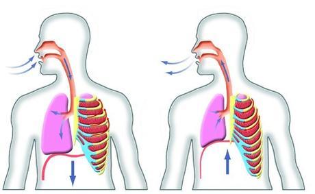 Mejora el rendimiento con la respiración abdominal