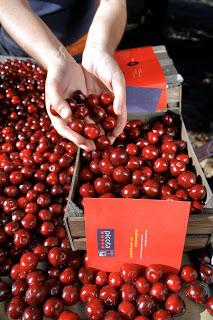 La floración en el Valle del Jerte anuncia la primavera y las mejores cerezas