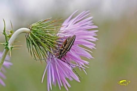 Longicornio de los Cardos