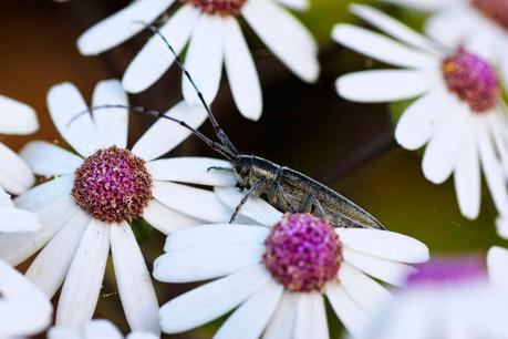 Longicornio de los Cardos