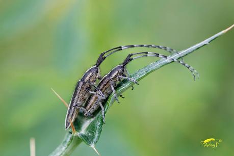 Longicornio de los Cardos