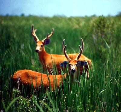 La Reserva Natural Formosa sorprende por la belleza de sus contrastes naturales.