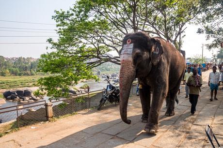 El elefante sagrado que llevan a bañarse al río