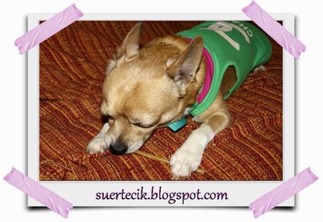 Dogsinthecity - Boutique canina