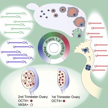 Origen vírico-simbiogenético del ovocito humano