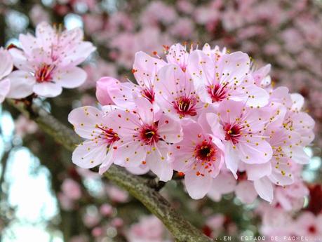 Adiós invierno. Hola primavera.