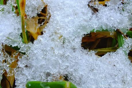 Adiós invierno. Hola primavera.
