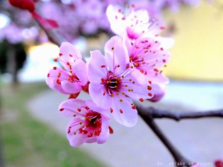 Adiós invierno. Hola primavera.