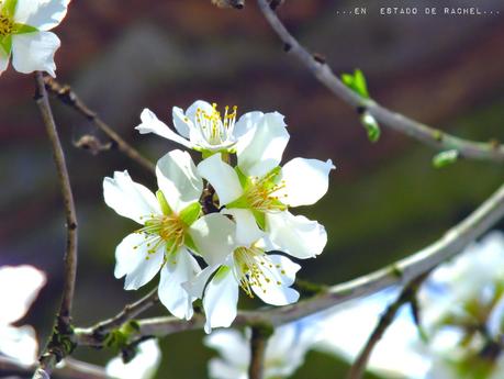 Adiós invierno. Hola primavera.