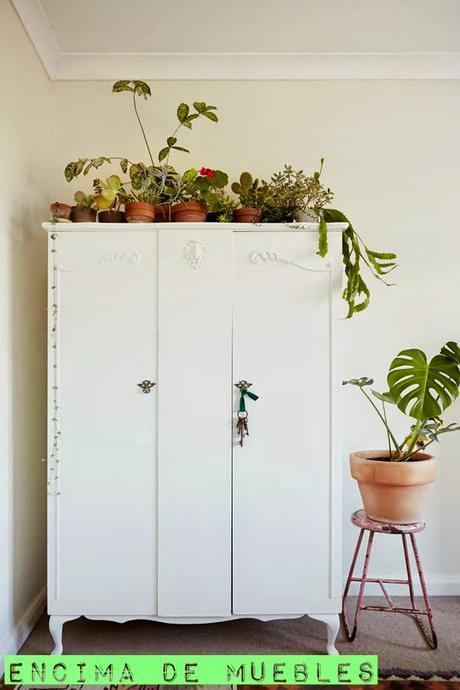 Plantas en macetas de barro. Plantas en macetas de barro.