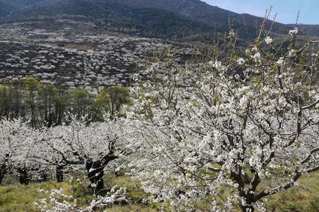 Jerte en flor