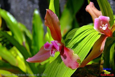 Orquídeas del Jardín Botánico Lankester -Universidad de Costa Rica-