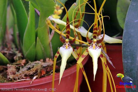 Orquídeas del Jardín Botánico Lankester -Universidad de Costa Rica-