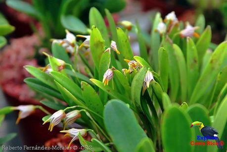 Orquídeas del Jardín Botánico Lankester -Universidad de Costa Rica-