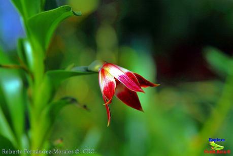 Orquídeas del Jardín Botánico Lankester -Universidad de Costa Rica-