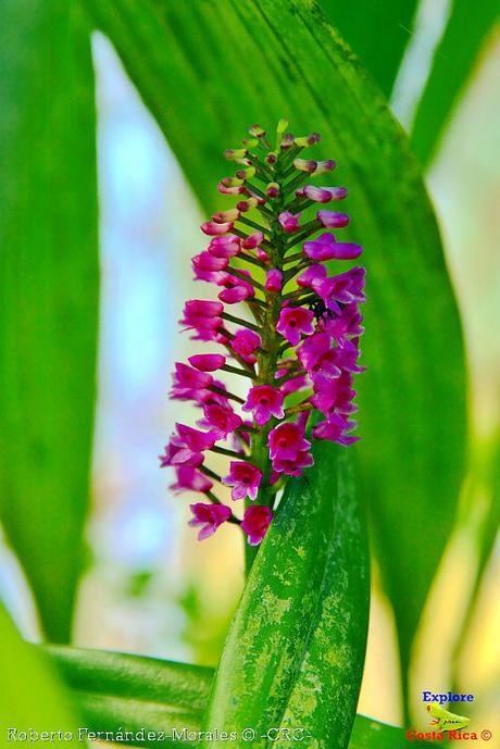 Orquídeas del Jardín Botánico Lankester -Universidad de Costa Rica-