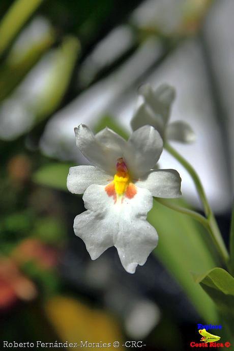 Orquídeas del Jardín Botánico Lankester -Universidad de Costa Rica-