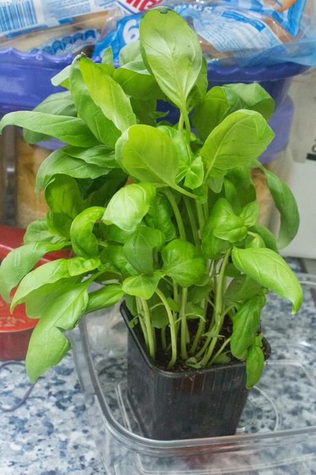 Bruschetta de tomate y albahaca en pan de pasas