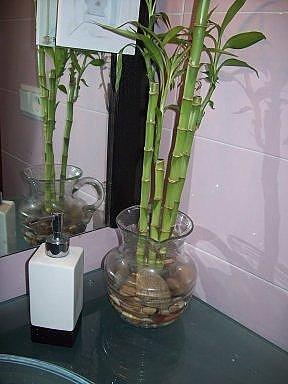 Las plantas para el baño según el Feng Shui