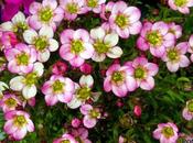 jardín huerto abril