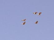 Martinetes Sant Adrià