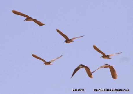 7 Martinetes en Sant Adrià