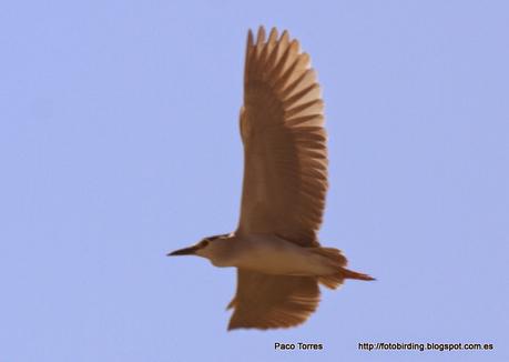 7 Martinetes en Sant Adrià