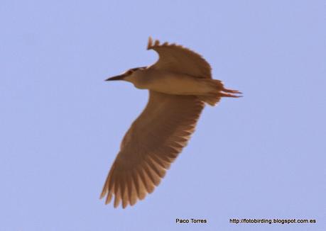 7 Martinetes en Sant Adrià