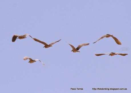 7 Martinetes en Sant Adrià