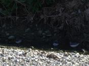 Jornada nº.145. Andarríos grande