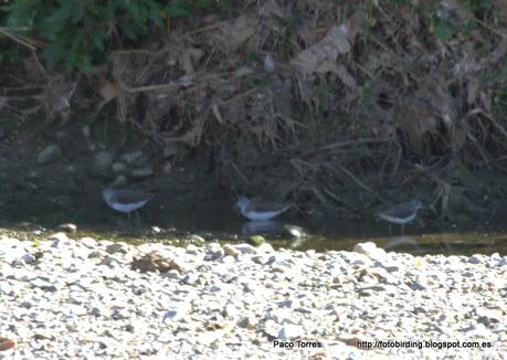 Jornada nº.145. Andarríos grande