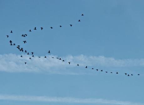 Cormoranes de vuelta al norte