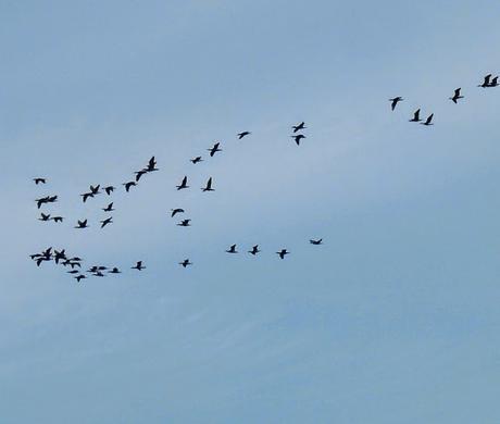 Cormoranes de vuelta al norte