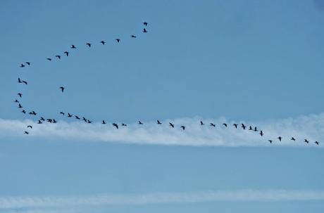 Cormoranes de vuelta al norte