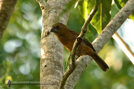 Reinamora grande (Ultramarine Grossbeak) Cyanocompsa brissonii ♀